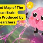 A detailed map of the human brain has been produced by researchers