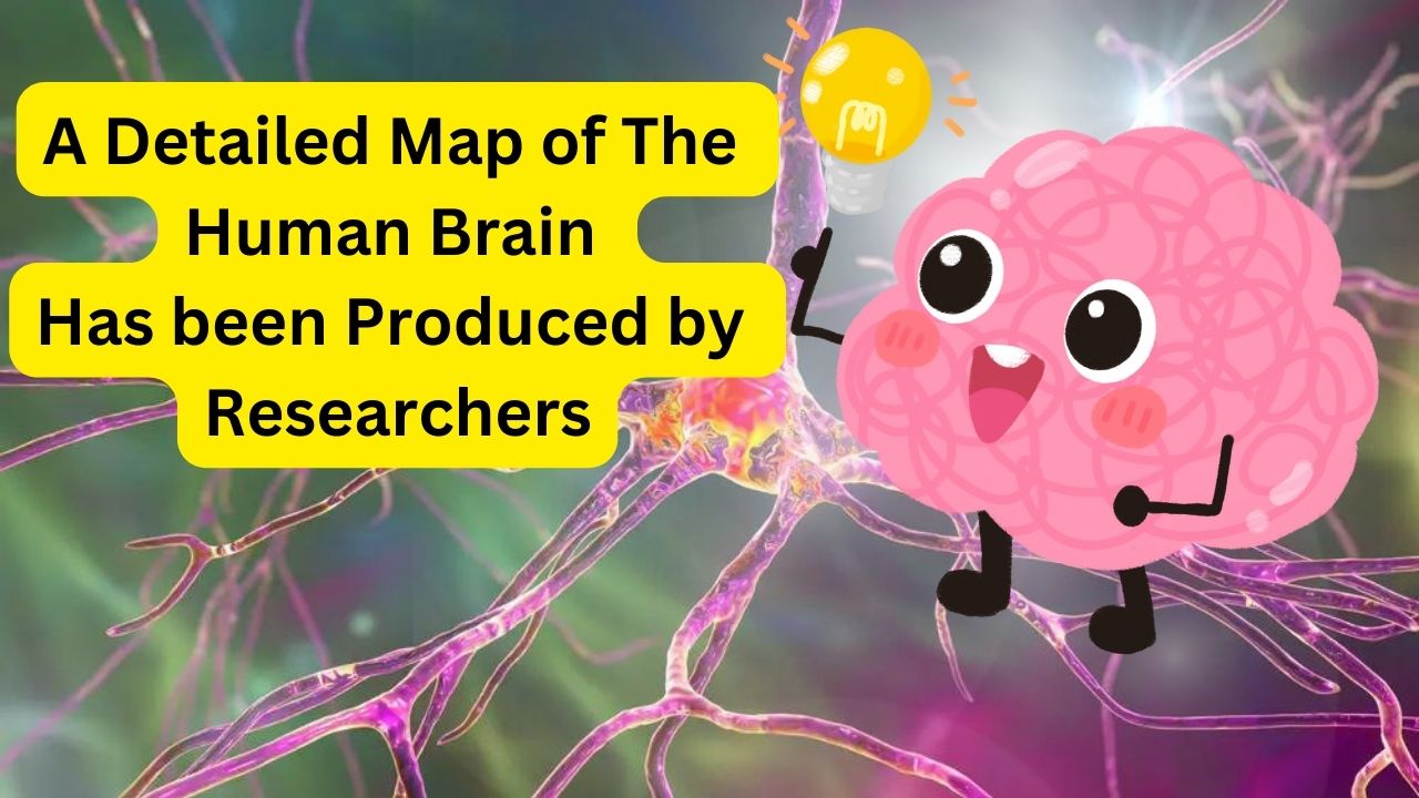 A detailed map of the human brain has been produced by researchers